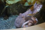 PICTURES/Oregon Coast Aquarium - Newport/t_Octopus11.JPG